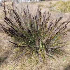 Gahnia subaequiglumis at Ballalaba, NSW - 20 Aug 2022