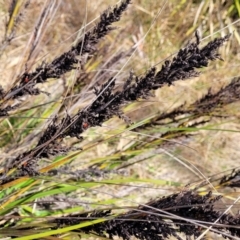 Gahnia subaequiglumis at Ballalaba, NSW - 20 Aug 2022