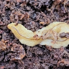 Australopacifica lucasi (A flatworm) at Jingera, NSW - 20 Aug 2022 by trevorpreston