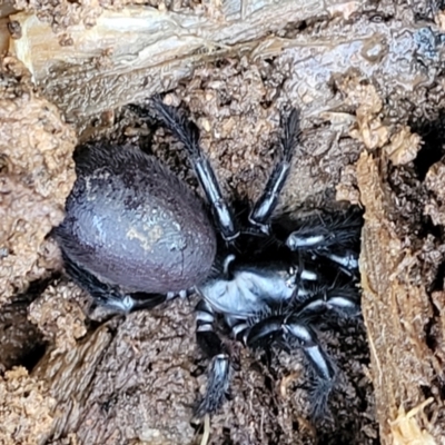Atrax sutherlandi (Funnel-web Spider) at Tallaganda National Park - 20 Aug 2022 by trevorpreston