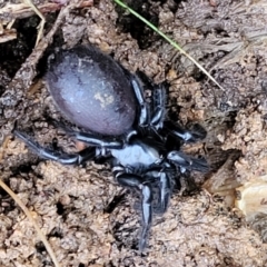 Atrax sutherlandi at Jingera, NSW - 20 Aug 2022