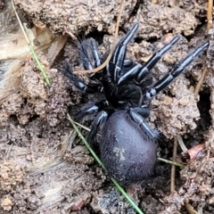 Atrax sutherlandi at Jingera, NSW - 20 Aug 2022 10:13 AM