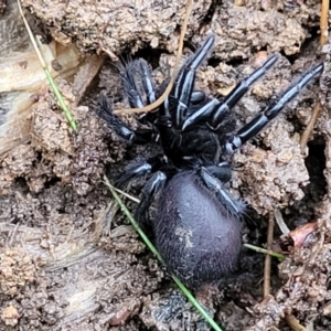 Atrax sutherlandi at Jingera, NSW - 20 Aug 2022