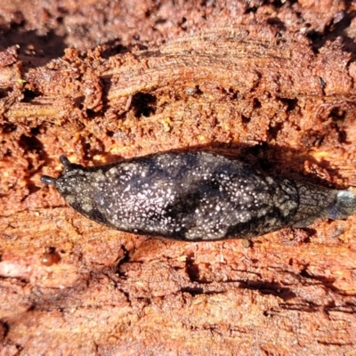 Cystopelta astra (Snowy Mountains Humpback Slug) at Tallaganda National Park - 20 Aug 2022 by trevorpreston