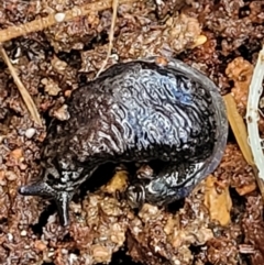 Cystopelta astra (Snowy Mountains Humpback Slug) at Tallaganda National Park - 19 Aug 2022 by trevorpreston
