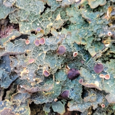 Lichen - foliose at Jingera, NSW - 20 Aug 2022 by trevorpreston