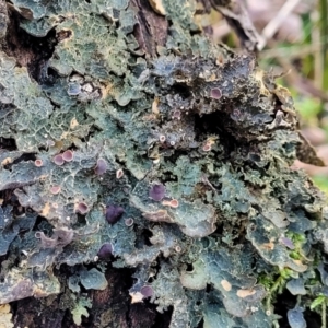 Lichen - foliose at Jingera, NSW - 20 Aug 2022