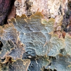 Lichen - foliose at Jingera, NSW - 20 Aug 2022