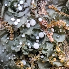 Lichen - foliose at Jingera, NSW - 20 Aug 2022 by trevorpreston