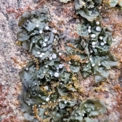 Lichen - foliose at Jingera, NSW - 20 Aug 2022 09:51 AM