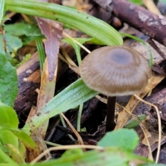 zz agaric (stem; gills not white/cream) at Tallaganda National Park - 19 Aug 2022 by trevorpreston