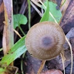 zz agaric (stem; gills not white/cream) at Jingera, NSW - 20 Aug 2022