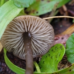 zz agaric (stem; gills not white/cream) at Jingera, NSW - 20 Aug 2022