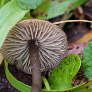 zz agaric (stem; gills not white/cream) at Jingera, NSW - 20 Aug 2022