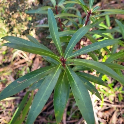 Tasmannia lanceolata (Mountain Pepper) at Jingera, NSW - 20 Aug 2022 by trevorpreston