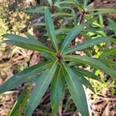 Tasmannia lanceolata (Mountain Pepper) at Jingera, NSW - 19 Aug 2022 by trevorpreston