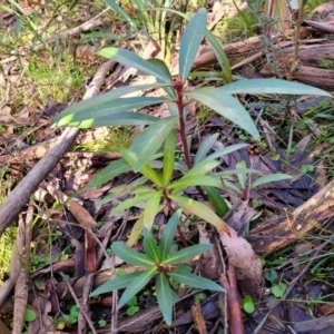 Tasmannia lanceolata at Jingera, NSW - 20 Aug 2022