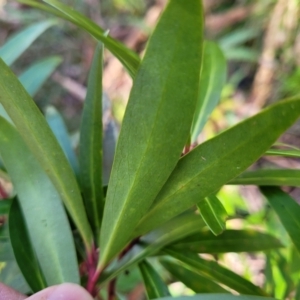 Tasmannia lanceolata at Jingera, NSW - 20 Aug 2022 09:45 AM