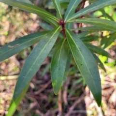 Tasmannia lanceolata at Jingera, NSW - 20 Aug 2022