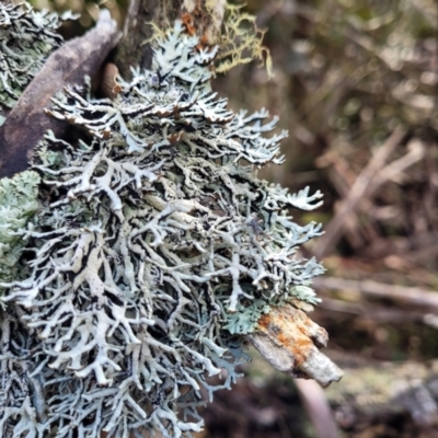 Hypogymnia sp. at Captains Flat, NSW - 20 Aug 2022 by trevorpreston