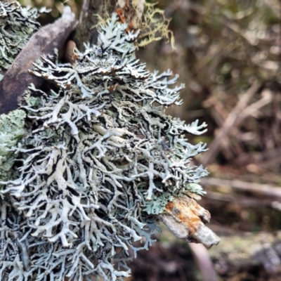 Hypogymnia sp. at QPRC LGA - 19 Aug 2022 by trevorpreston