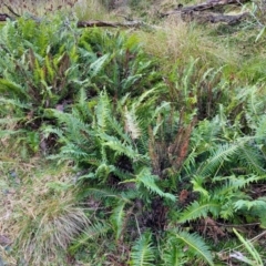 Blechnum nudum (Fishbone Water Fern) at Captains Flat, NSW - 20 Aug 2022 by trevorpreston