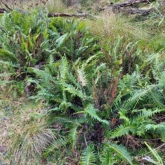 Blechnum nudum (Fishbone Water Fern) at Captains Flat, NSW - 19 Aug 2022 by trevorpreston