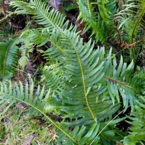 Blechnum nudum at Captains Flat, NSW - 20 Aug 2022