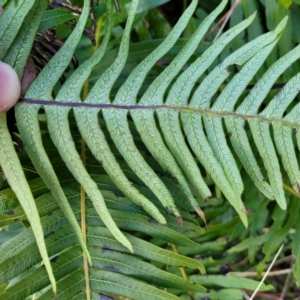 Blechnum nudum at Captains Flat, NSW - 20 Aug 2022