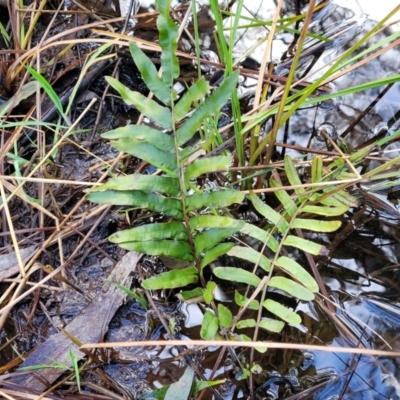 Blechnum minus (Soft Water Fern) at Captains Flat, NSW - 20 Aug 2022 by trevorpreston