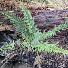 Polystichum proliferum (Mother Shield Fern) at Captains Flat, NSW - 20 Aug 2022 by trevorpreston