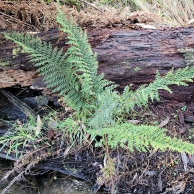 Polystichum proliferum (Mother Shield Fern) at Tallaganda National Park - 19 Aug 2022 by trevorpreston
