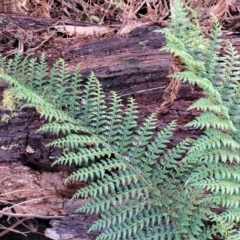 Polystichum proliferum at Captains Flat, NSW - 20 Aug 2022 09:24 AM