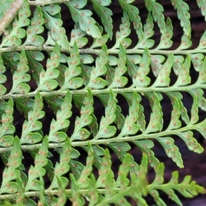 Polystichum proliferum at Captains Flat, NSW - 20 Aug 2022 09:24 AM