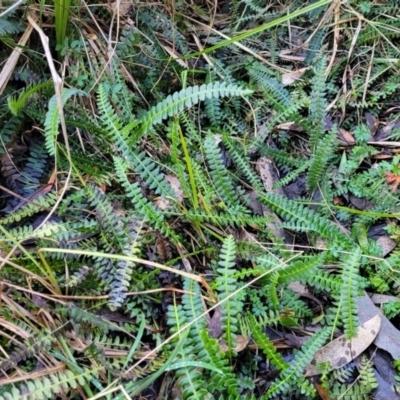 Blechnum penna-marina (Alpine Water Fern) at Tallaganda National Park - 19 Aug 2022 by trevorpreston