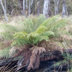 Dicksonia antarctica (Soft Treefern) at Captains Flat, NSW - 20 Aug 2022 by trevorpreston