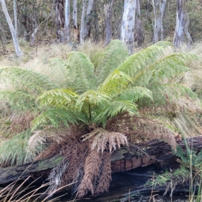 Dicksonia antarctica (Soft Treefern) at Captains Flat, NSW - 20 Aug 2022 by trevorpreston