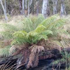 Dicksonia antarctica (Soft Treefern) at Captains Flat, NSW - 19 Aug 2022 by trevorpreston