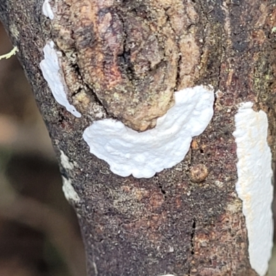 Unidentified Lichen at Tallaganda National Park - 19 Aug 2022 by trevorpreston