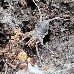 Opiliones (order) (Unidentified harvestman) at Captains Flat, NSW - 20 Aug 2022 by trevorpreston