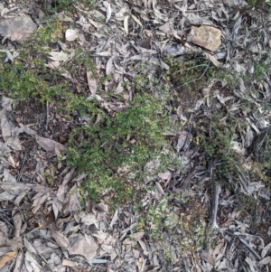 Boronia algida at Cotter River, ACT - suppressed