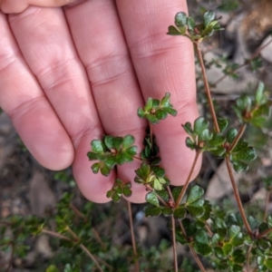 Boronia algida at Cotter River, ACT - 18 Aug 2022