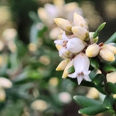 Acrothamnus hookeri (Mountain Beard Heath) at Captains Flat, NSW - 20 Aug 2022 by trevorpreston