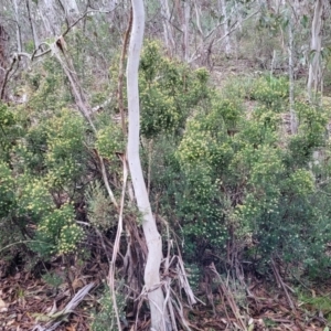 Acrothamnus hookeri at Captains Flat, NSW - 20 Aug 2022