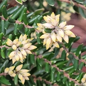 Acrothamnus hookeri at Captains Flat, NSW - 20 Aug 2022