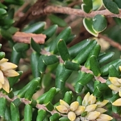 Acrothamnus hookeri at Captains Flat, NSW - 20 Aug 2022