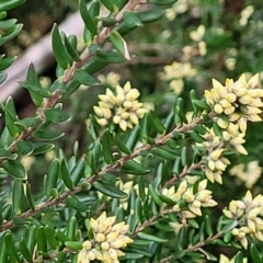 Acrothamnus hookeri at Captains Flat, NSW - 20 Aug 2022