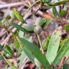 Persoonia silvatica (Forest Geebung) at Captains Flat, NSW - 20 Aug 2022 by trevorpreston