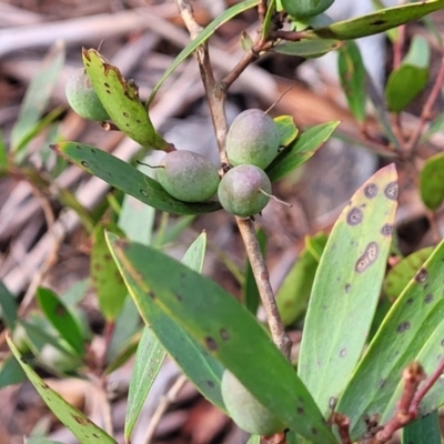Persoonia silvatica (Forest Geebung) at Captains Flat, NSW - 20 Aug 2022 by trevorpreston