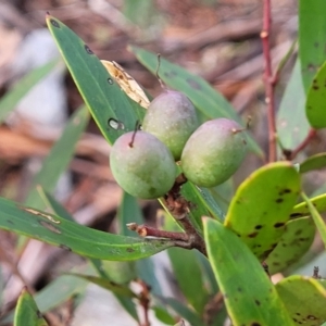 Persoonia silvatica at Captains Flat, NSW - 20 Aug 2022